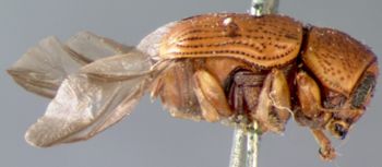 Media type: image; Entomology 8797   Aspect: habitus lateral view